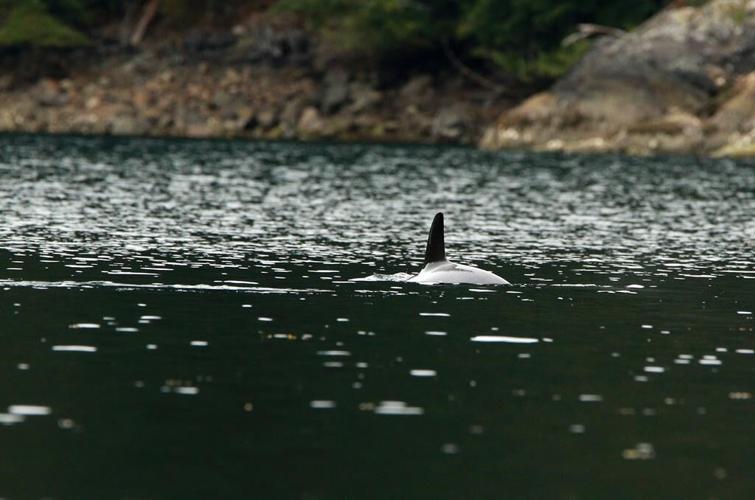 Plans to lift a B.C. orca calf out of remote lagoon aim for two-week timeline