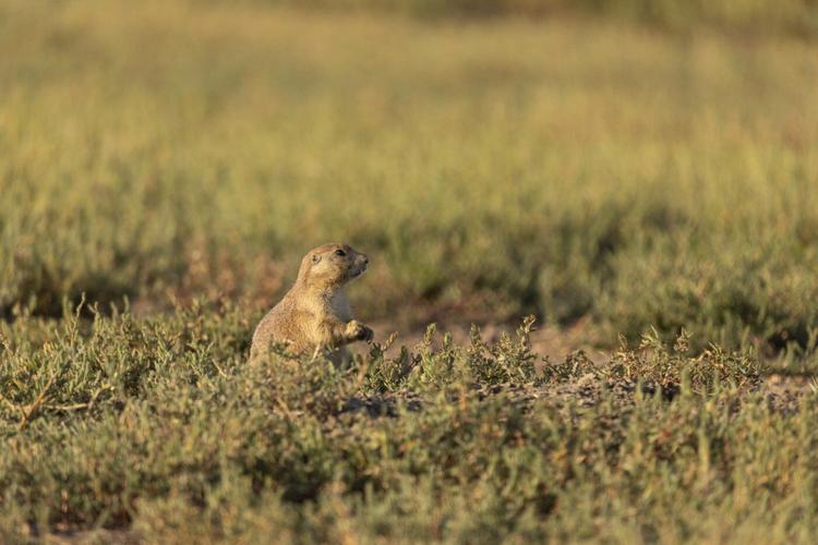 A grassland bird eavesdrops on prairie dog calls to keep itself safe from predators