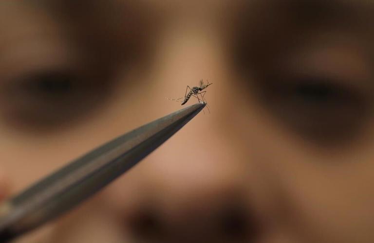 Mosquitoes, long the enemy, are now bred to help prevent the spread of dengue fever