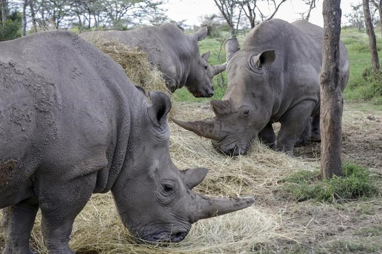 A rhino got pregnant from embryo transfer, in a success that may help nearly extinct subspecies