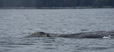 'Bag of bones': grey whales dying of B.C.'s coast, part of trend amid food scarcity