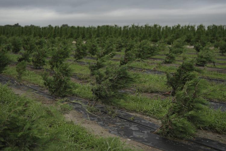 Texas floodwaters damaged crops and endangered livestock. Now farmers and ranchers are cleaning up
