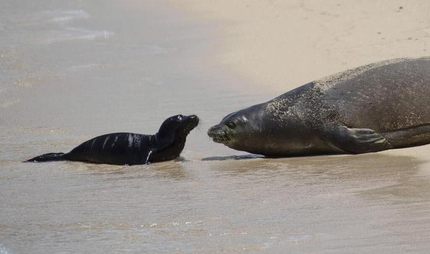 Beach birth: Hawaii blocks some Waikiki sands for seal pup