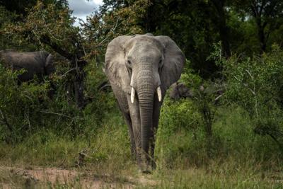 Grieving friend says ��ɫtv shot dead in South Africa wasn't asking guide about gun