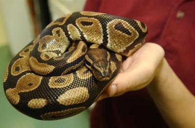 Edmonton zoo employee 'doing well' following Burmese python bite