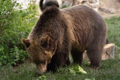 Calgary Zoo working to figure out how a grizzly bear got free to wander the grounds