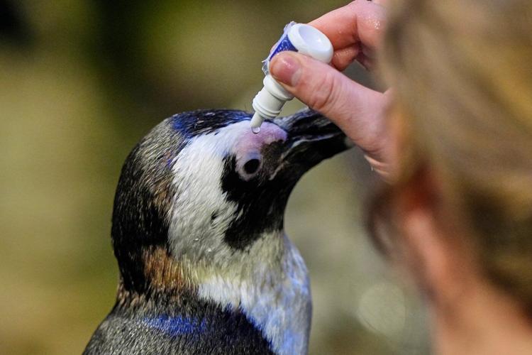 Much like a nursing home, penguins at a Boston aquarium can age with dignity