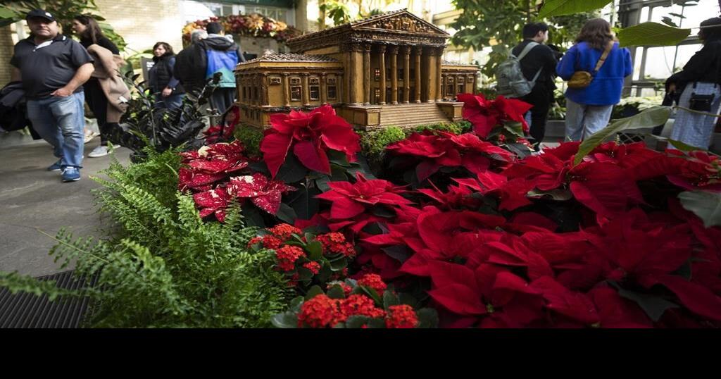 The checkered history of the poinsettia's namesake and the flower's ...