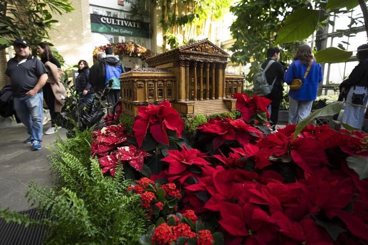 The poinsettia by any other name? Try 'cuetlaxochitl' or 'Nochebuena'
