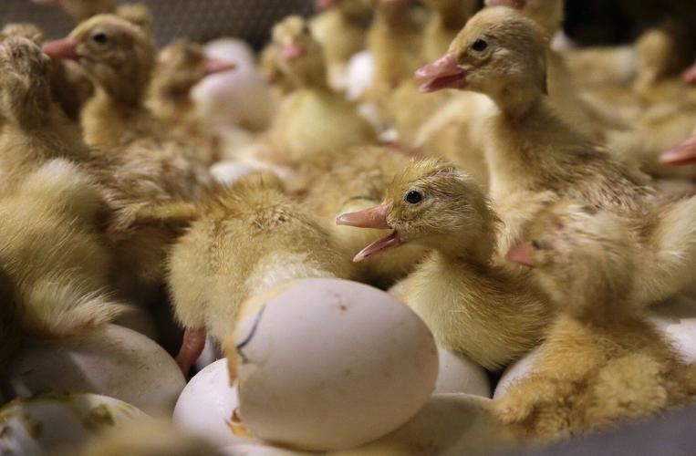 Bird flu confirmed in older Wyoming woman who likely had contact with infected flock at her home