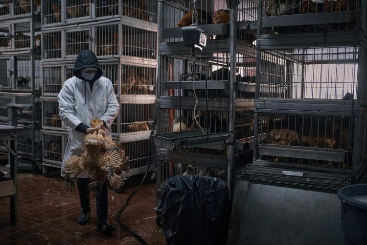 Live poultry markets ordered shut in New York City because of avian flu outbreak