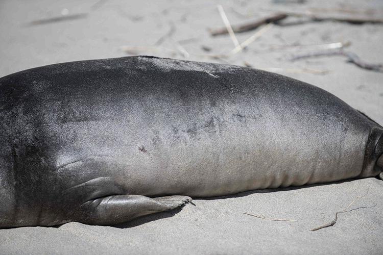 Baby seal stabbed on Oregon coast prompts search for suspect