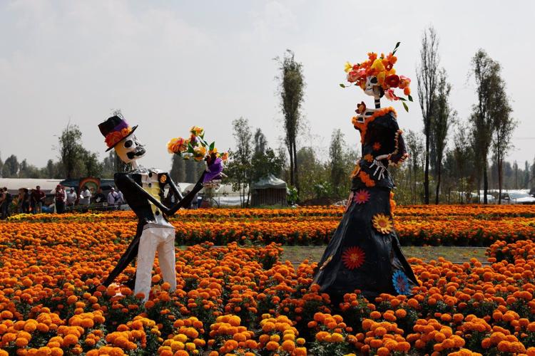 This orange flower cloaks Mexico during Day of the Dead. Climate change is putting it at risk