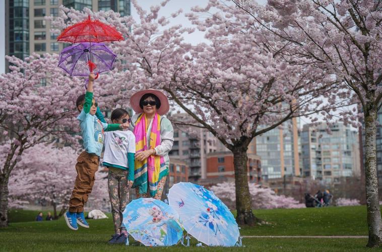 Photo Gallery: Vancouver's famous cherry blossoms out in full bloom
