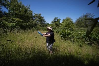 Collecting sex-crazed zombie cicadas on speed: Scientists track a bug-controlling super-sized fungus