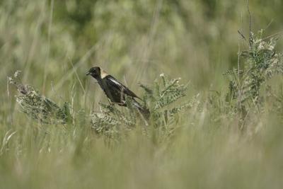 Ontario's new mining bill is a 'vendetta' against species at risk: environmentalists
