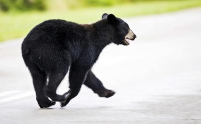 Floridians could kill black bears when threatened at home under a bill ready for House vote