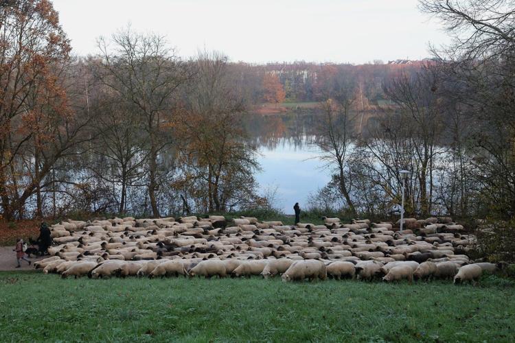 Make way for the flock! Hundreds of sheep head through German city to their winter pastures