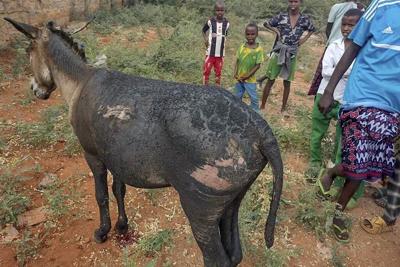 Donkey cart loaded with explosives kills a police officer and critically injures 4 others in Kenya