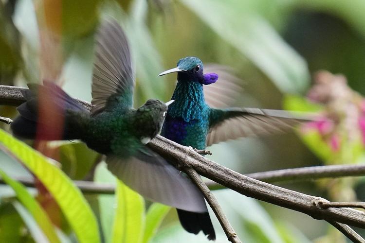 An ancient forest in Ecuador is the last stand for a tiny hummingbird facing extinction