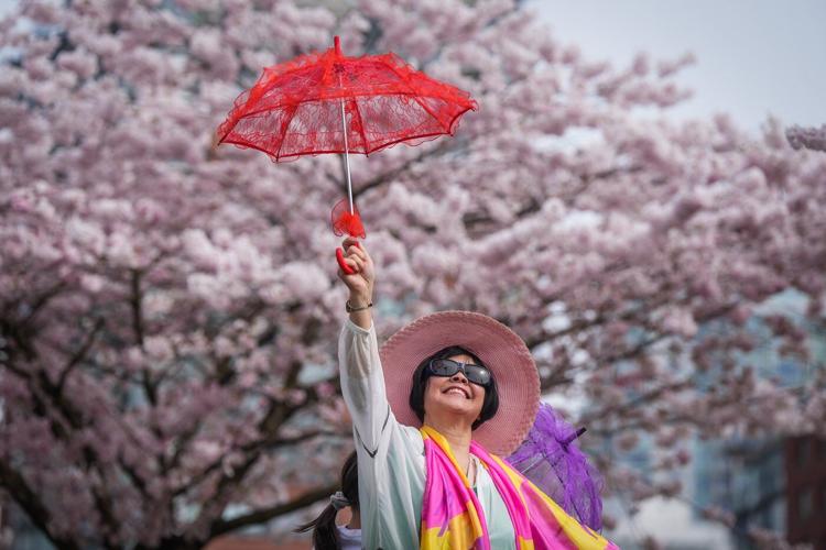 Photo Gallery: Vancouver's famous cherry blossoms out in full bloom