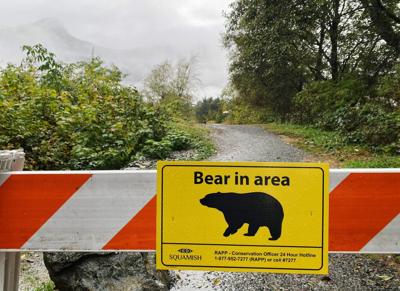 Black bear killed, cubs captured after repeated conflicts in B.C. provincial park