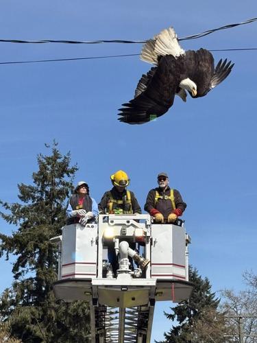 Fighting bald eagles freed from power line in Surrey, B.C.