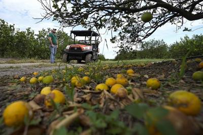 Ian's damage to Florida agriculture as high as $1.8 billion