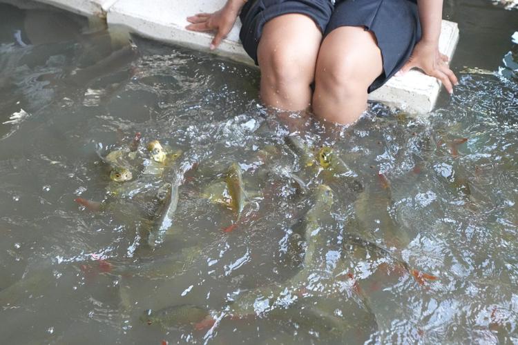 A flooded restaurant in Thailand brings delight with swimming fish among diners