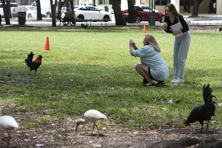 Wild chickens take over Miami while some embrace roosters as a cultural symbol