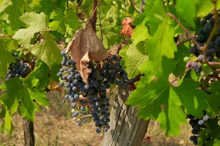 Wildfires near Bordeaux bring more troubles to France's wine industry