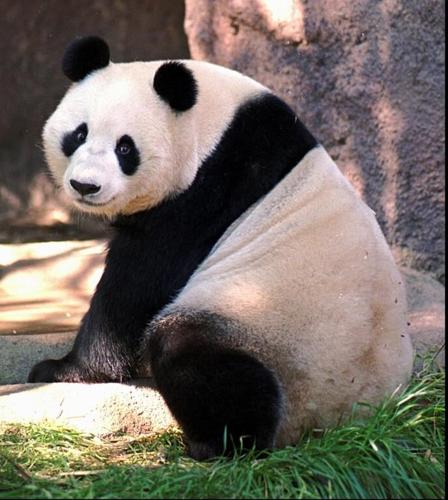 China plans to send San Diego Zoo more pandas this year, reigniting its panda diplomacy