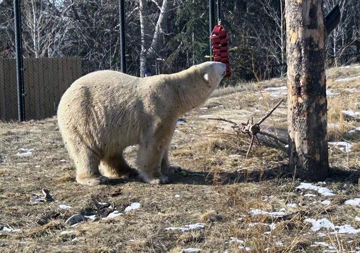 'He's the extrovert': Calgary Zoo introduces new polar bear, Yelle, to the public