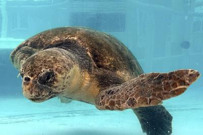 Sea turtle nests break records on US beaches, but global warming threatens their survival