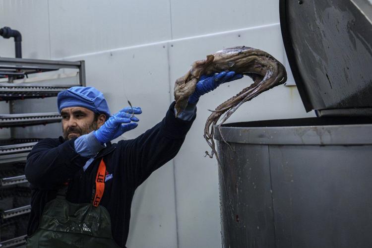As octopuses dwindle in Spanish waters, suppliers look to imports and farming despite concerns