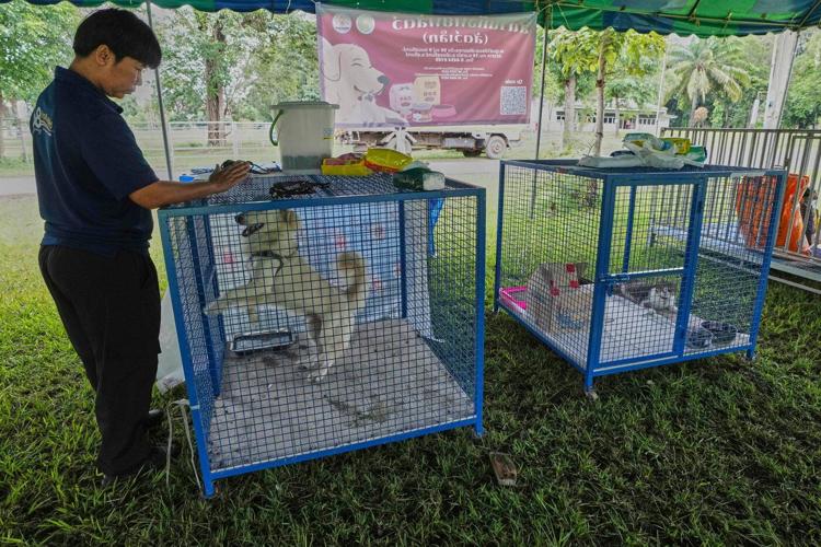 Thailand sets up safe spaces for pets whose owners fled border violence