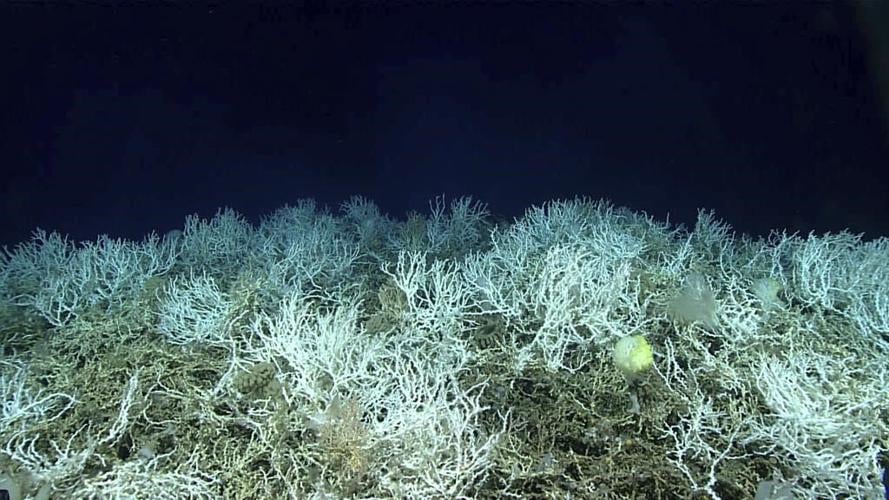 Largest deep-sea coral reef to date is mapped by scientists off the US Atlantic coast