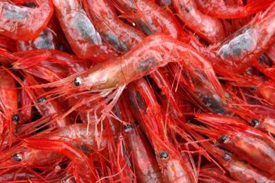 'Possibly the end.' Quebec shrimp fishery facing climate change, tough economy