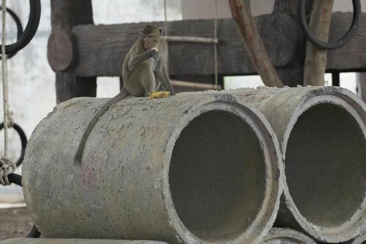 Thai town maddened by marauding monkeys launches plan to lock them up and send them away