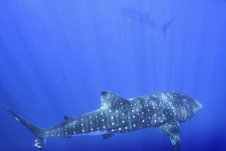 Where do whale sharks mate? The search to learn where the magic happens for the world's biggest fish