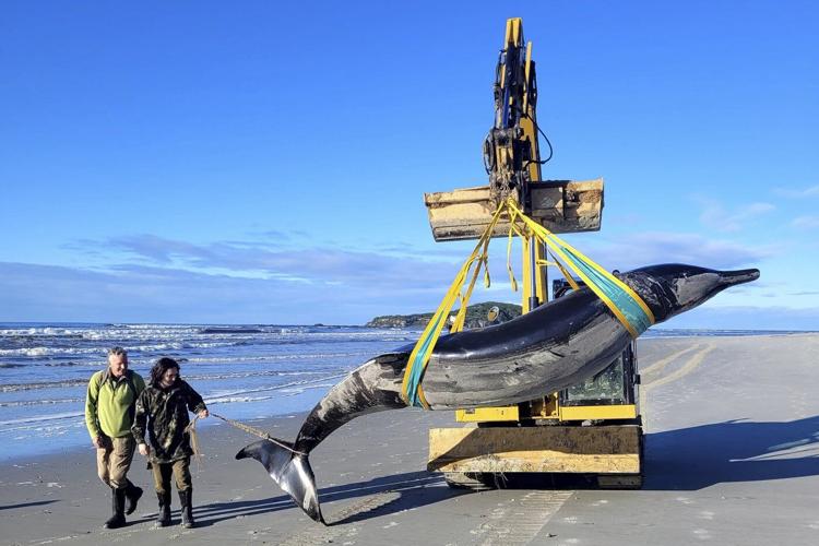 New Zealand scientists suspect specimen of world's rarest whale died from head injuries