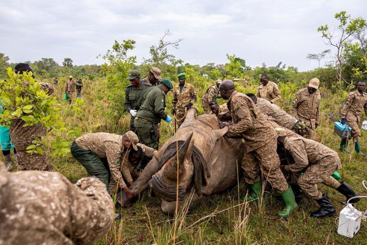 Uganda reintroduces rhinos into a protected area where they have been extinct since 1983