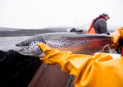 B.C. First Nations coalition seeks leave to join case to support salmon farm closures