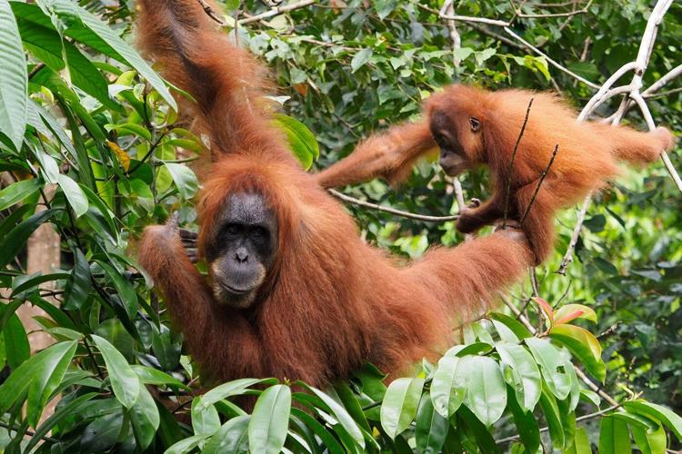 Camera trap shows Sumatra orangutan using a canopy bridge to cross a public road in Indonesia