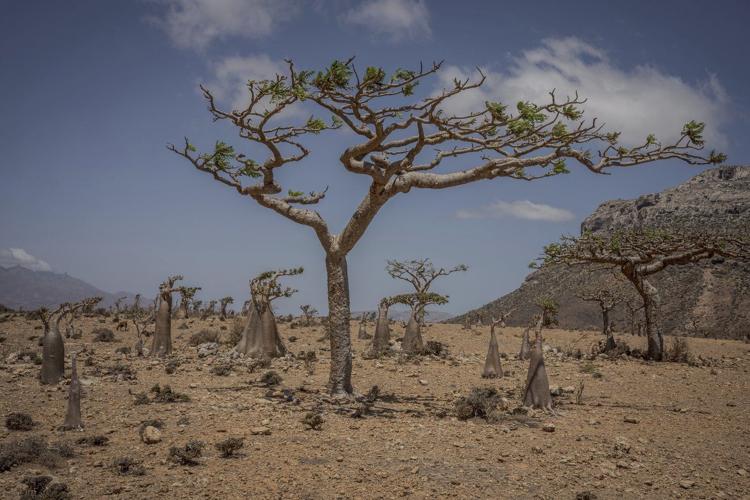 These surreal trees survived for centuries. Scientists worry for their future