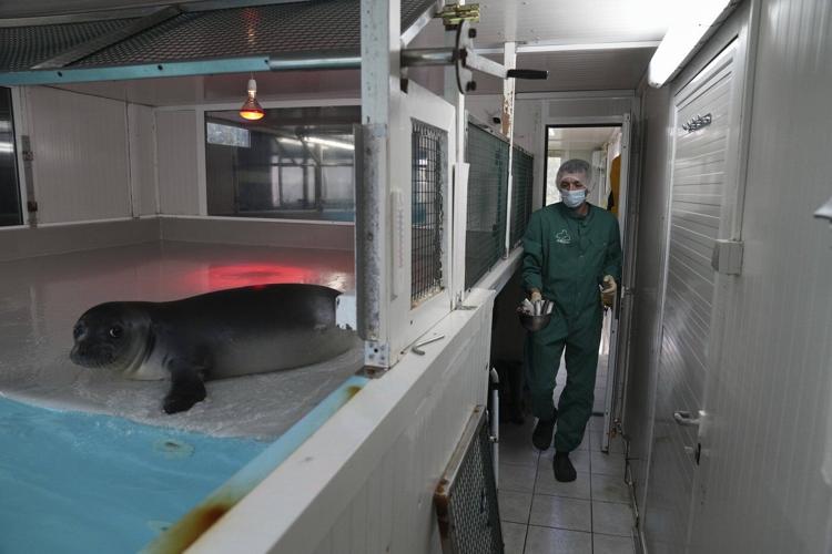 The cute whiskers are back on. Rare Mediterranean monk seals are cared for in a Greek rehab center