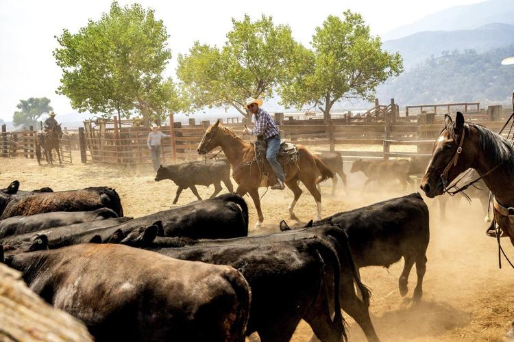 Massive central California wildfire keeps growing and becomes state's largest blaze of the year