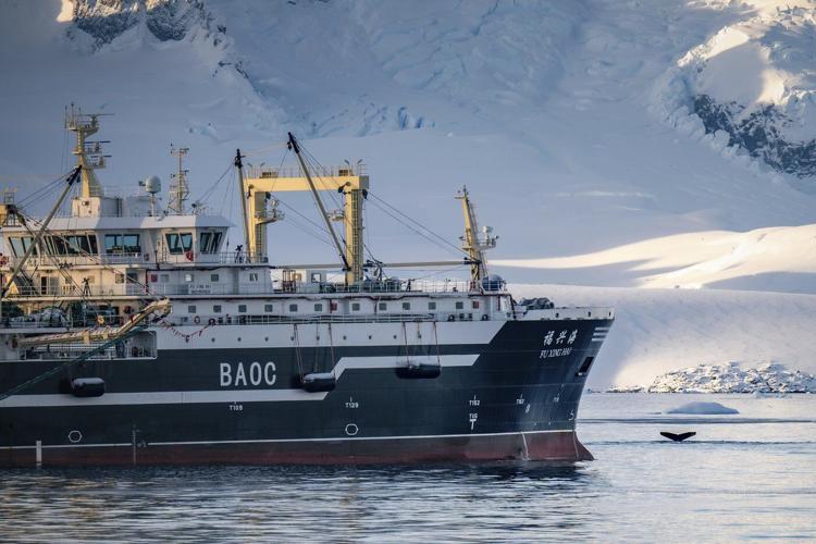 Krill fishery in Antarctica shut down after record catch triggers unprecedented early closure