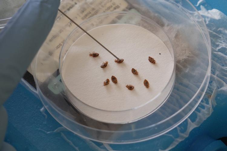 Bedbugs can cause people to lose sleep - and blood. Here's what to do about them