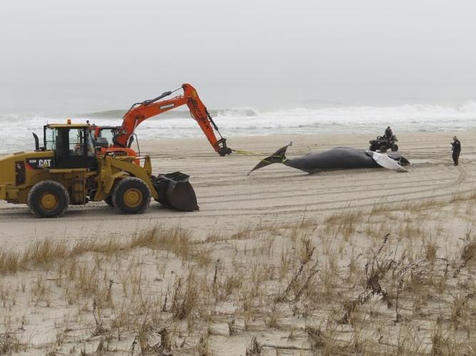 Whale safety research planned near East Coast wind farms
